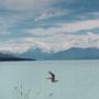 NZ - Fantastisk flotte Mount Cook som kulisse til den smukke sø